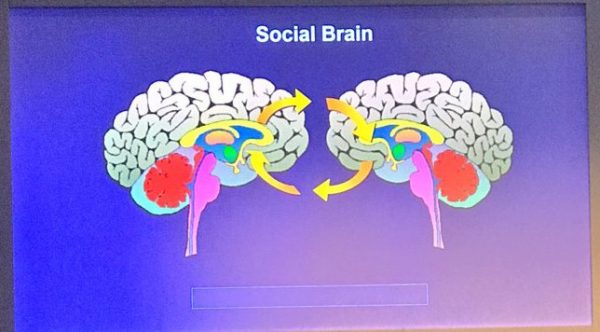 social-brain